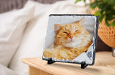 Ginger cat sleeping in torn photo frame